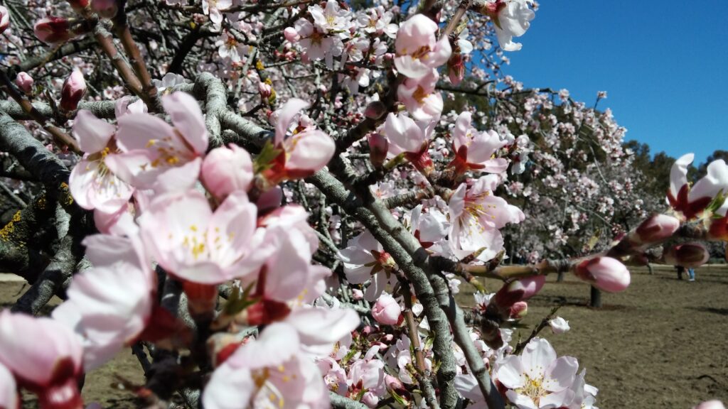 Mi Primavera de Guillermo Osorio