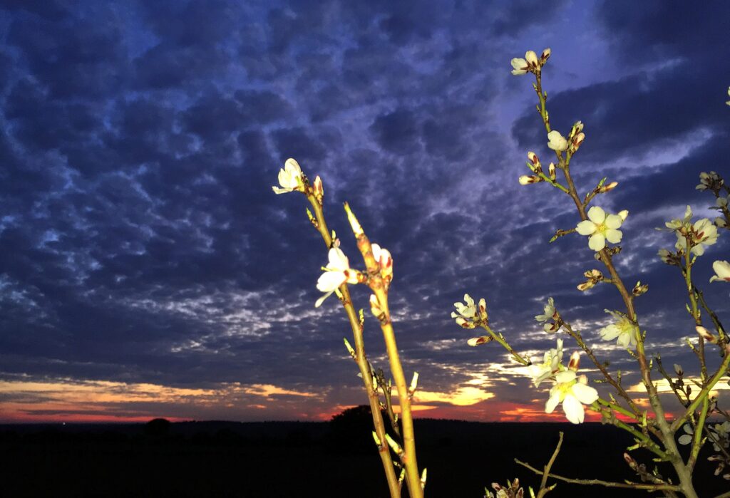 Mi Primavera de Laura Hartmann