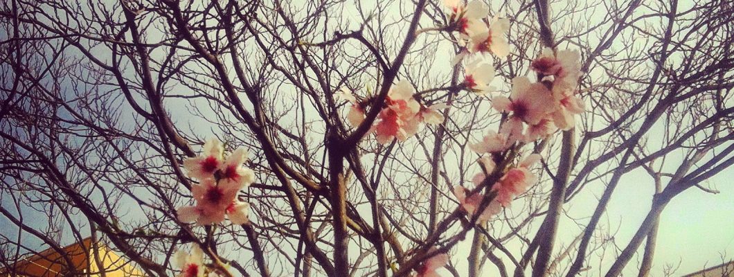 Primeros brotes verdes de la primavera