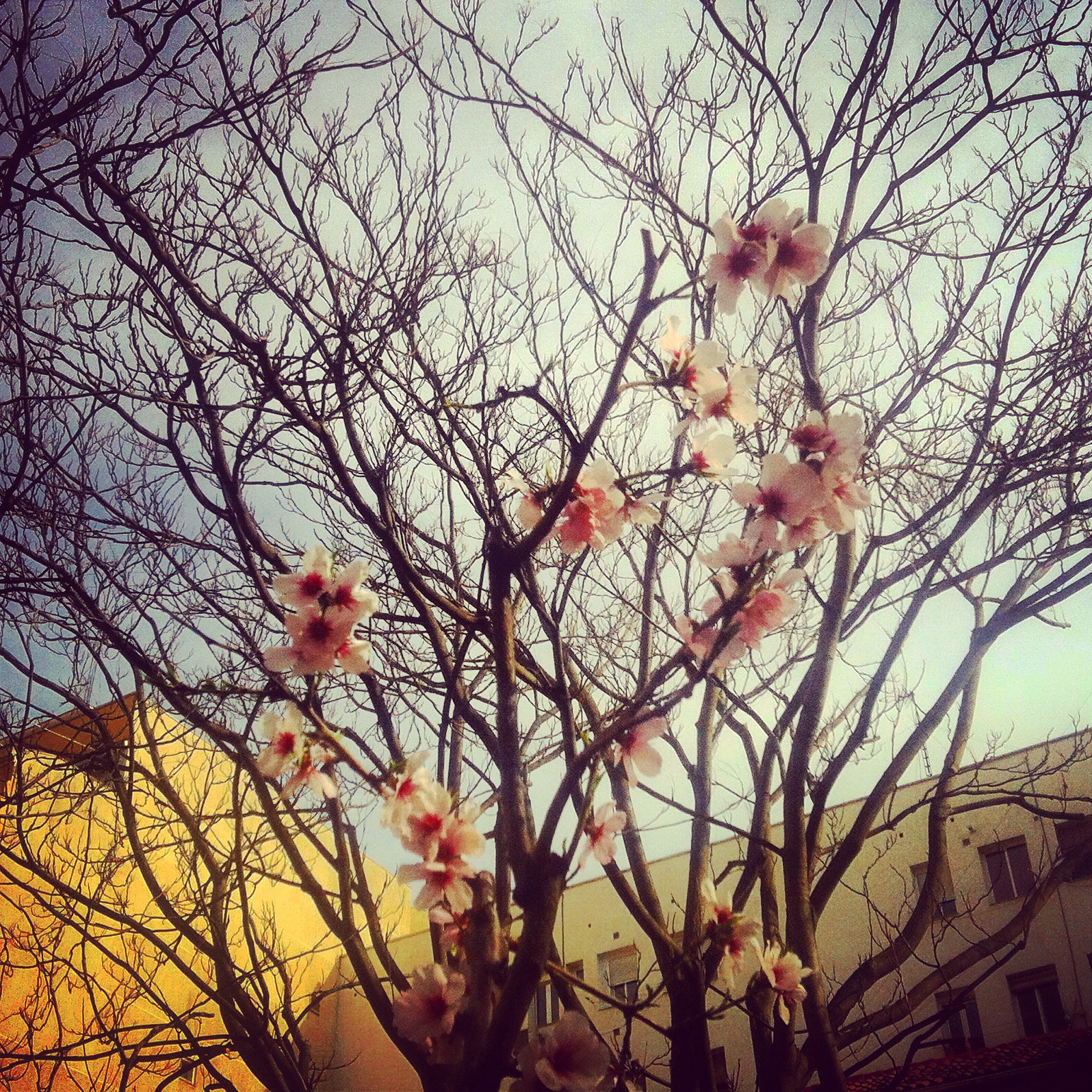 Primeros brotes verdes de la primavera